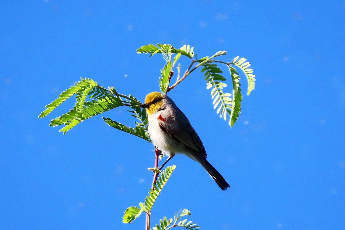 Pájaro Moscón Baloncito - ML617458451