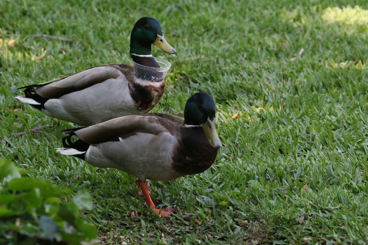 Canard colvert - ML617458468