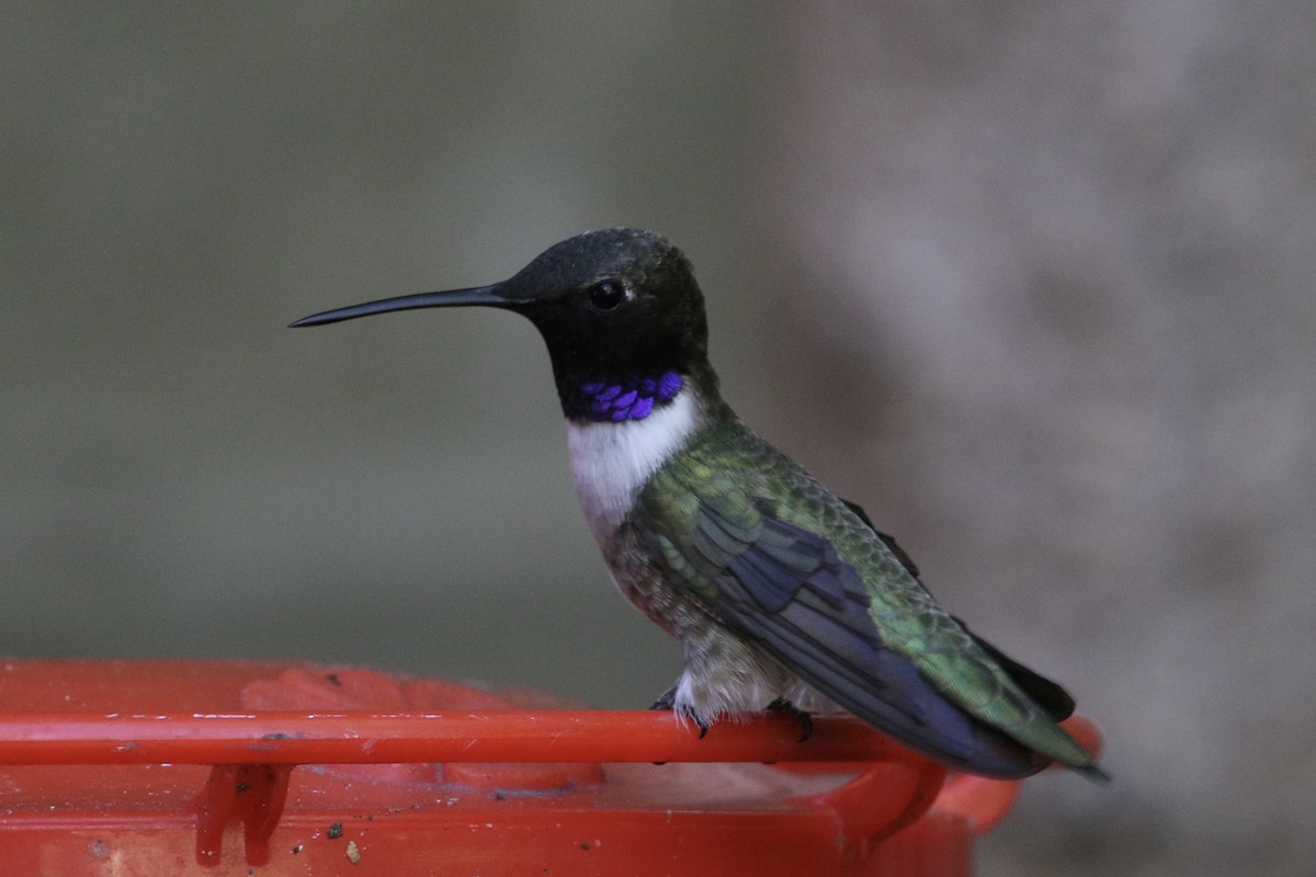 Black-chinned Hummingbird - ML617458483