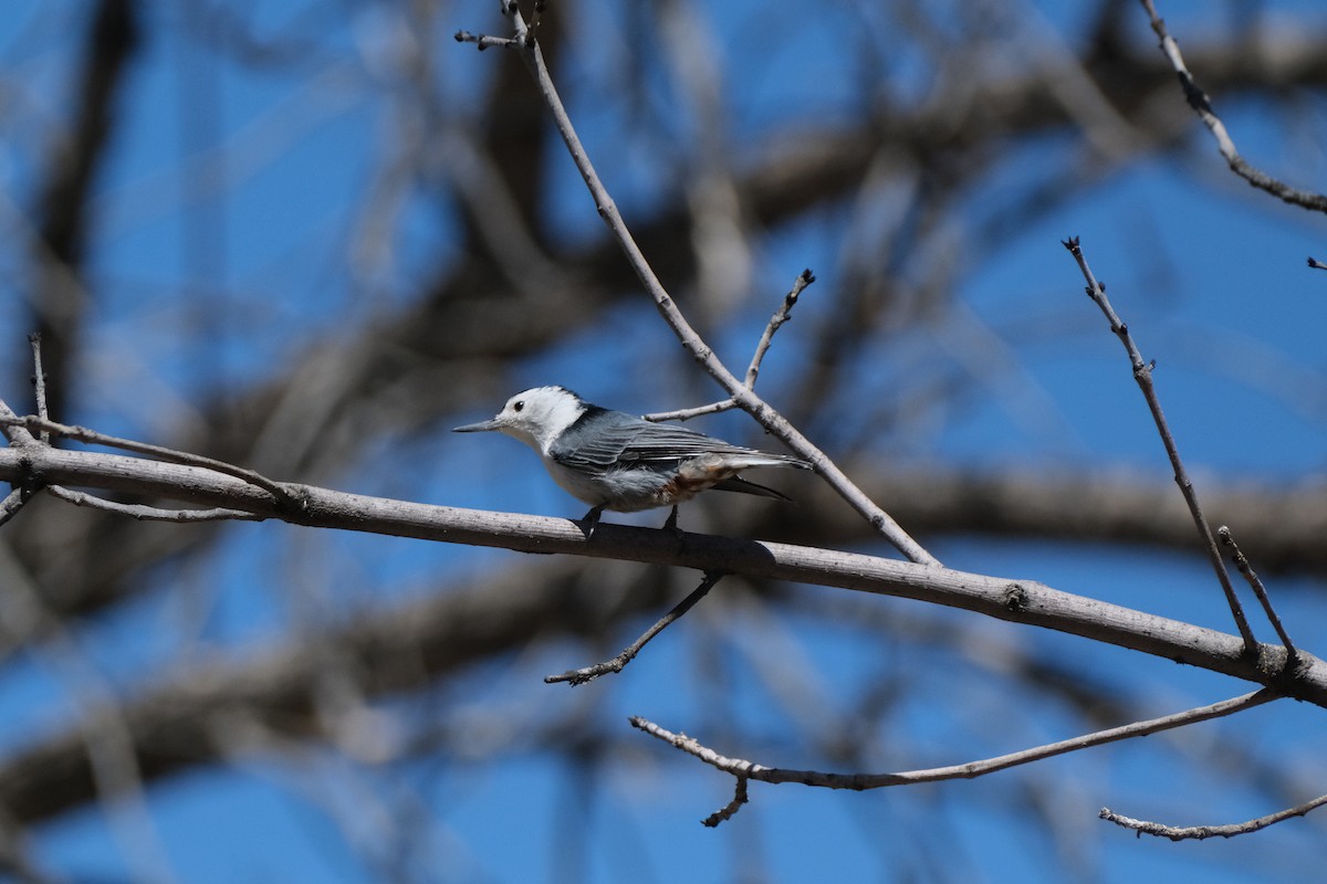 White-breasted Nuthatch - ML617458494