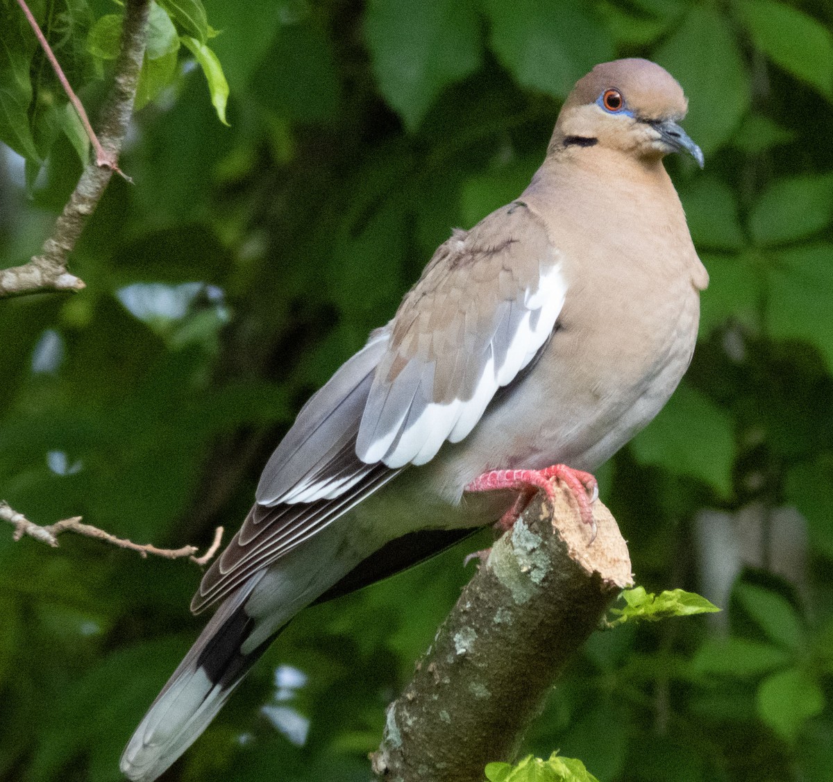 White-winged Dove - Barbara Riley