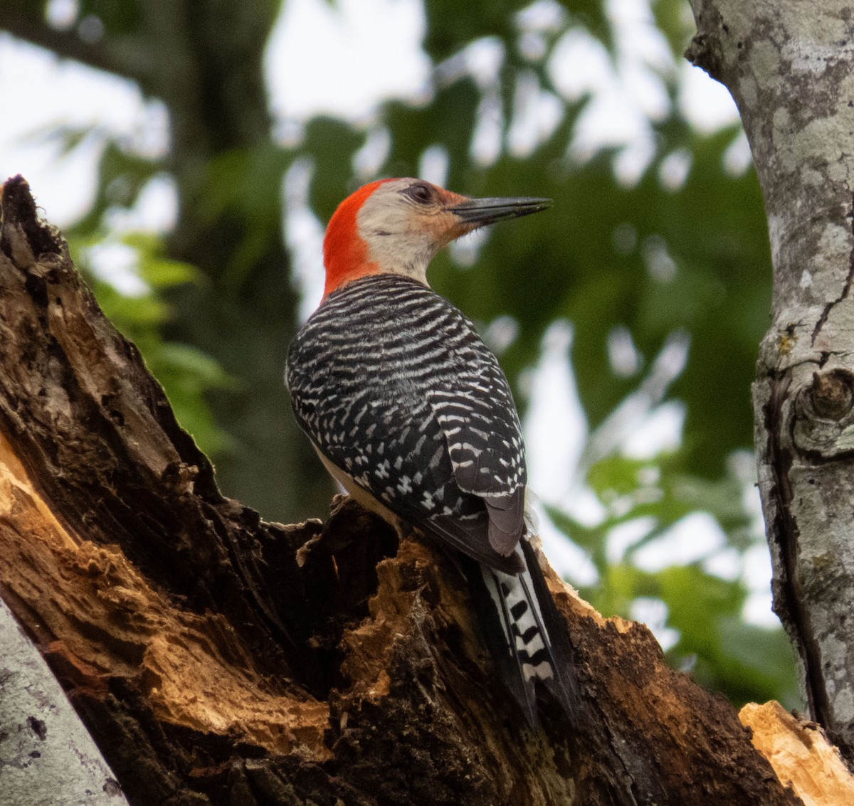 Red-bellied Woodpecker - Barbara Riley