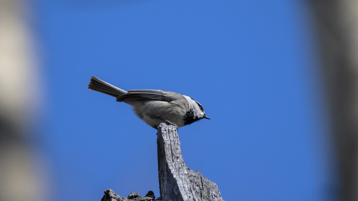 Mountain Chickadee - ML617458560