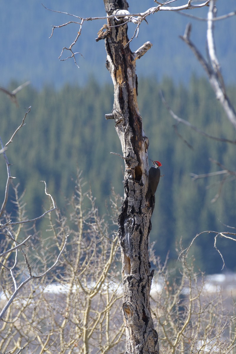 Northern Flicker (Red-shafted) - ML617458561