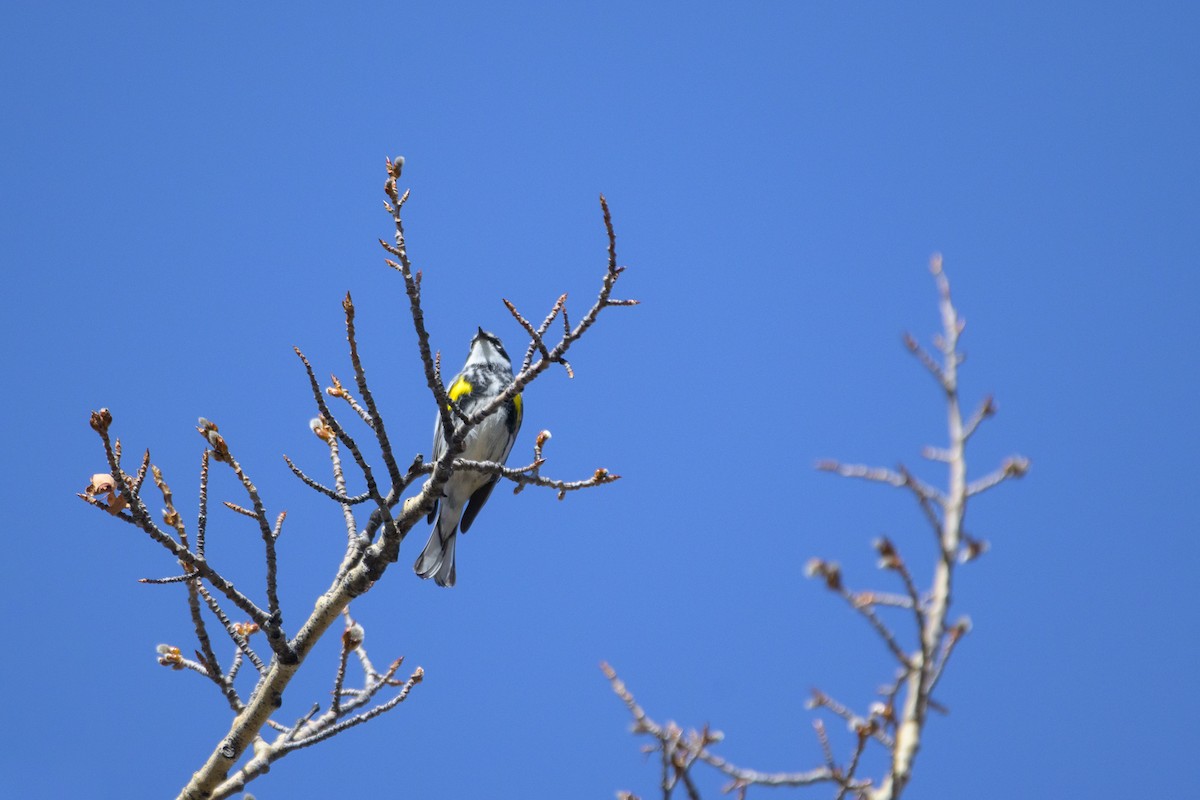 Yellow-rumped Warbler (Myrtle) - ML617458564