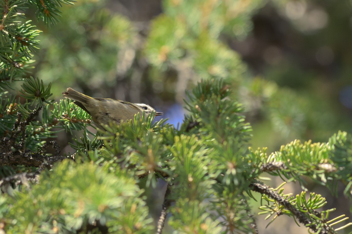 Golden-crowned Kinglet - ML617458565