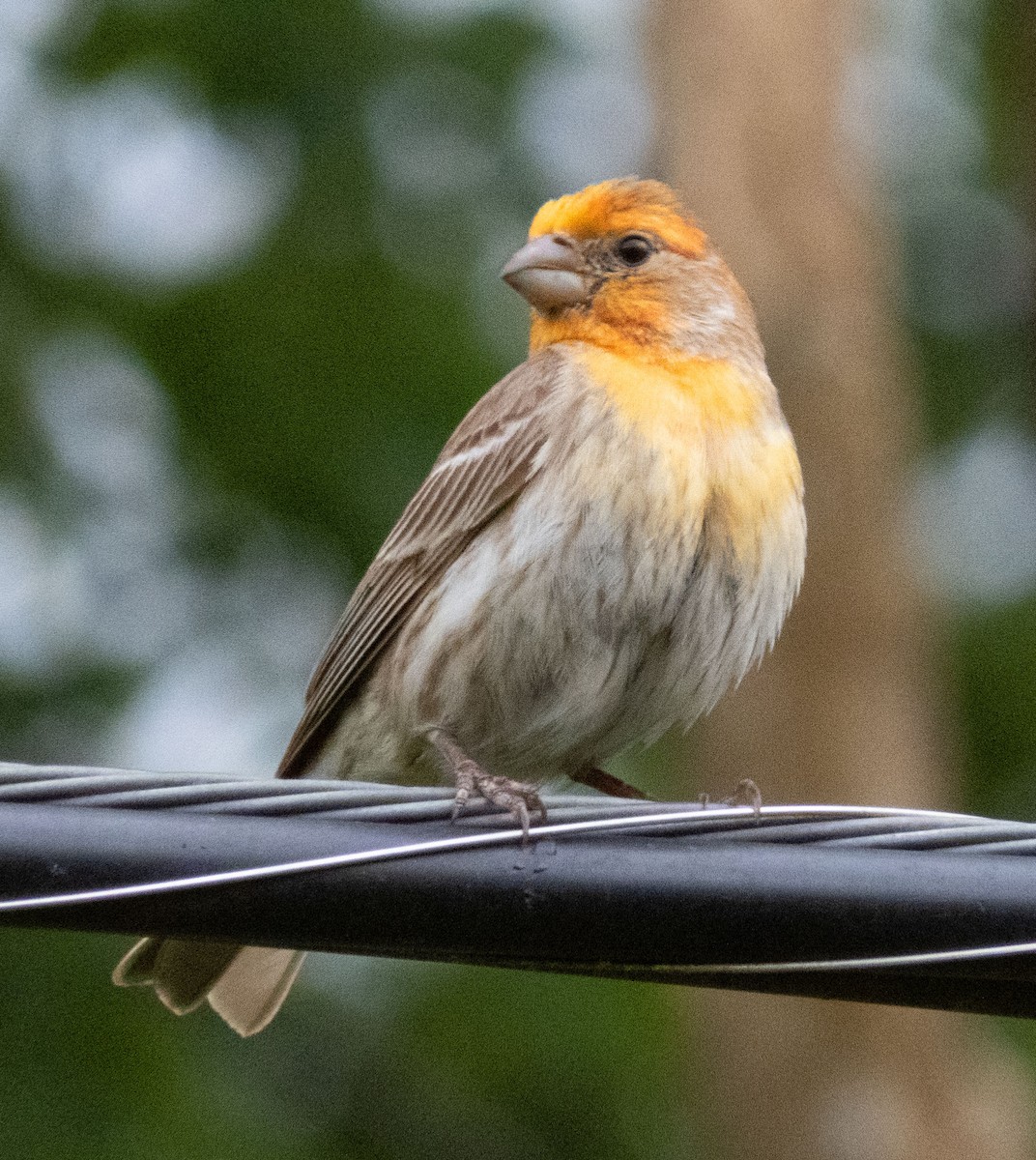 House Finch - Barbara Riley