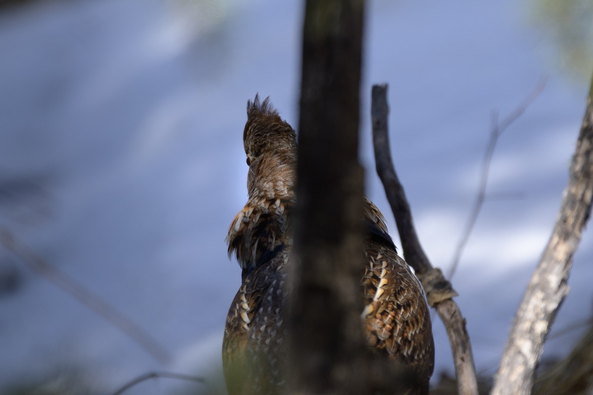 Ruffed Grouse - ML617458593