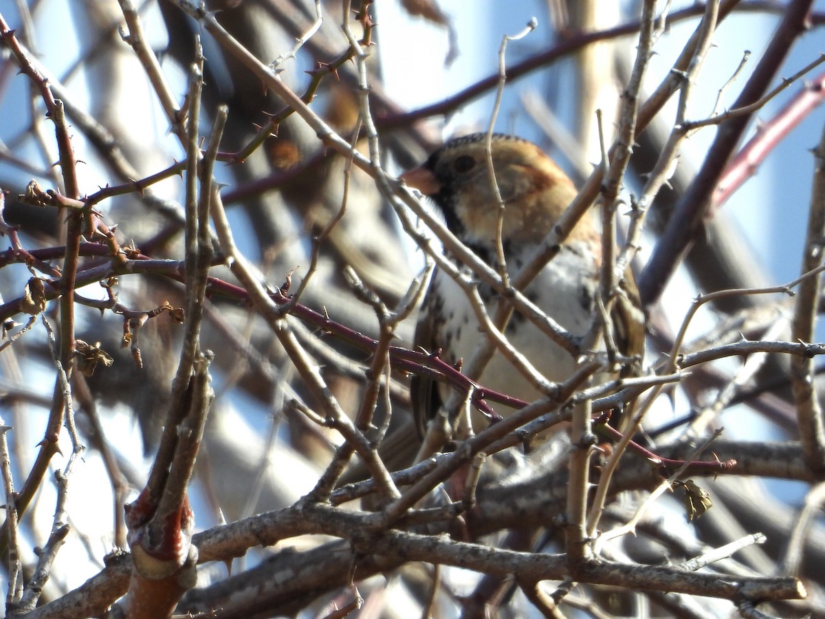 Harris's Sparrow - Samuel Belley