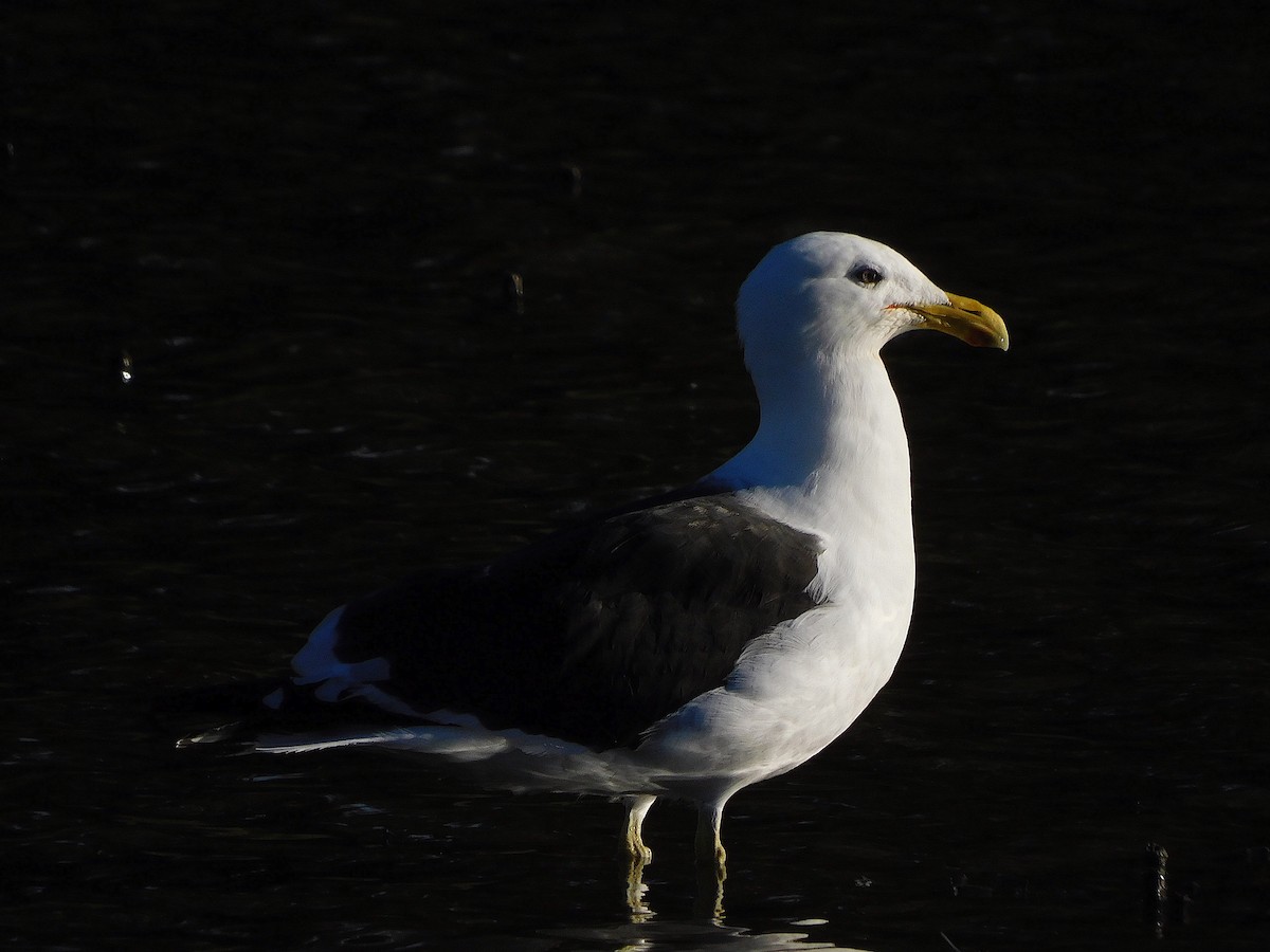 Kelp Gull - ML617458651