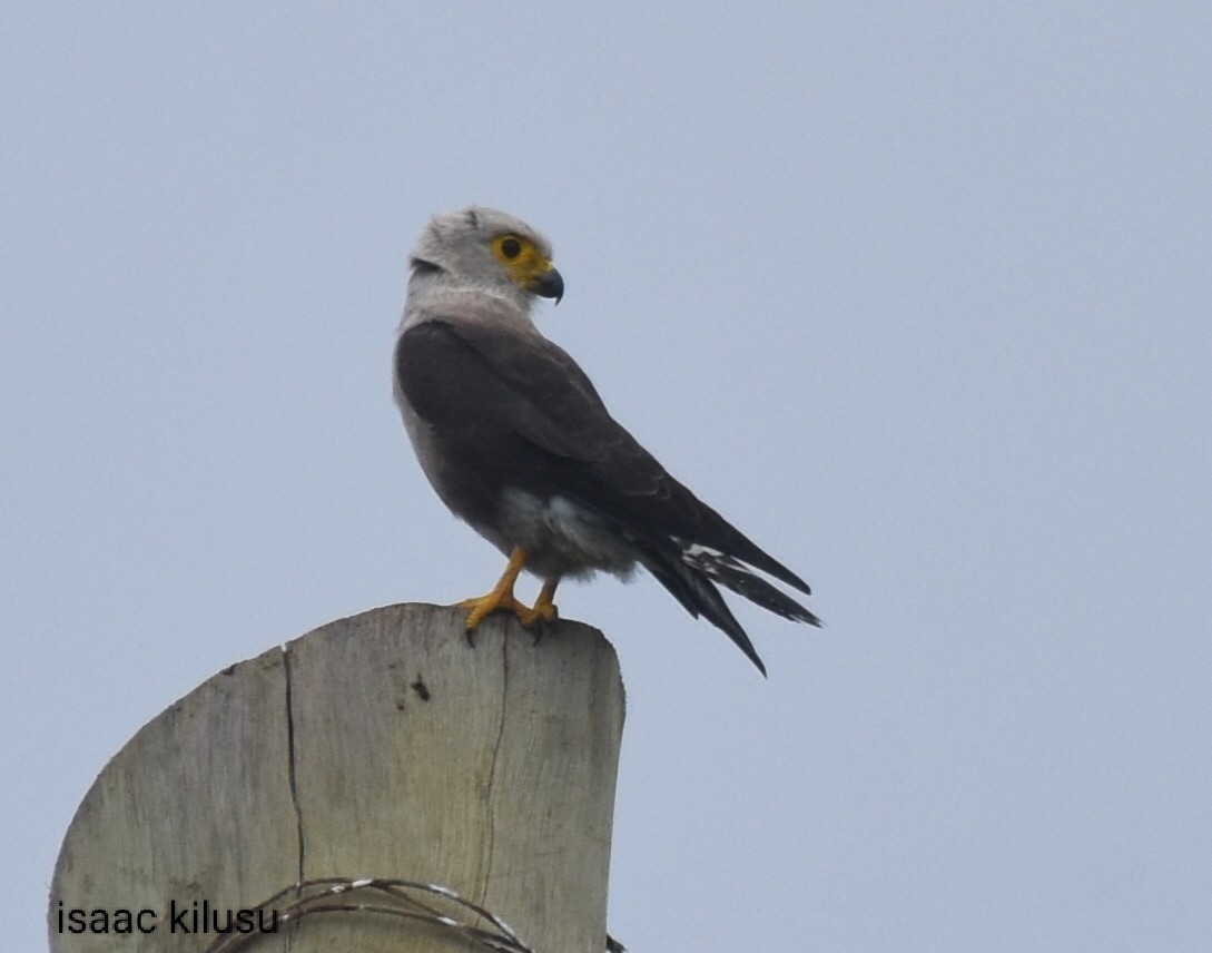 Dickinson's Kestrel - ML617458654