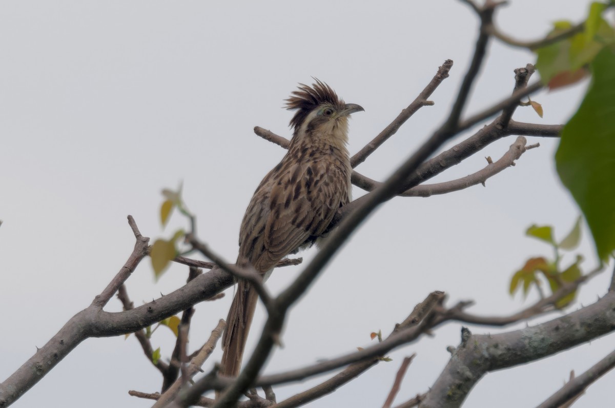 Striped Cuckoo - ML617458656