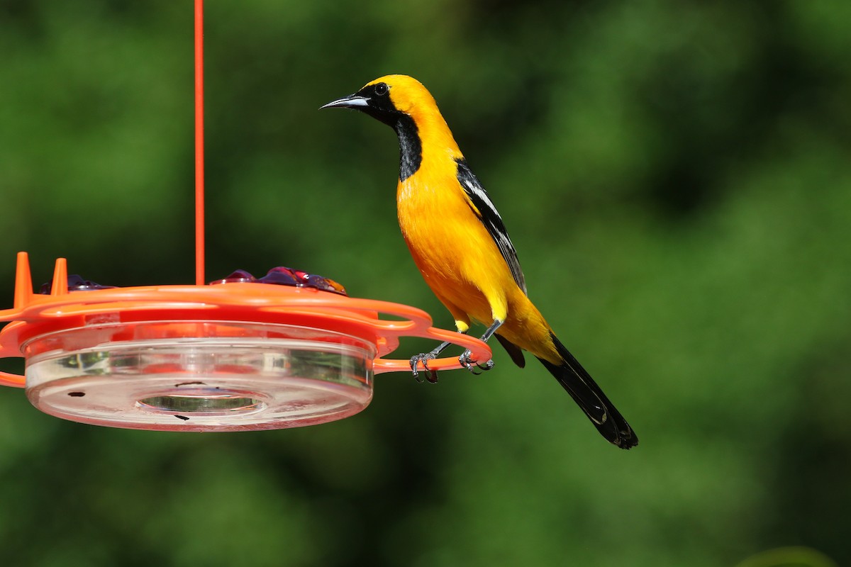 Hooded Oriole - Kathy Degner