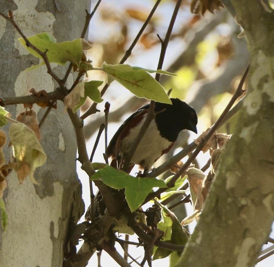 Spotted Towhee - ML617458675