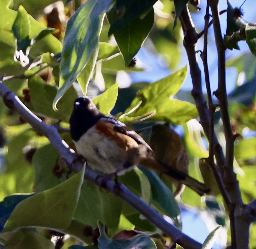 Spotted Towhee - ML617458676