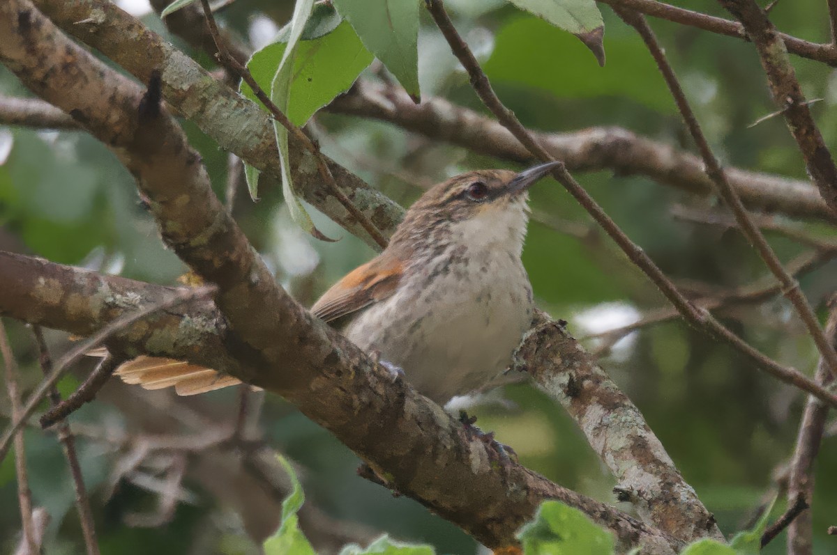 Chinchipe Spinetail - ML617458690