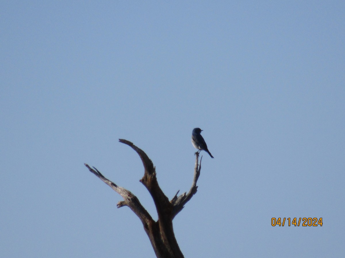 Western Bluebird - ML617458724