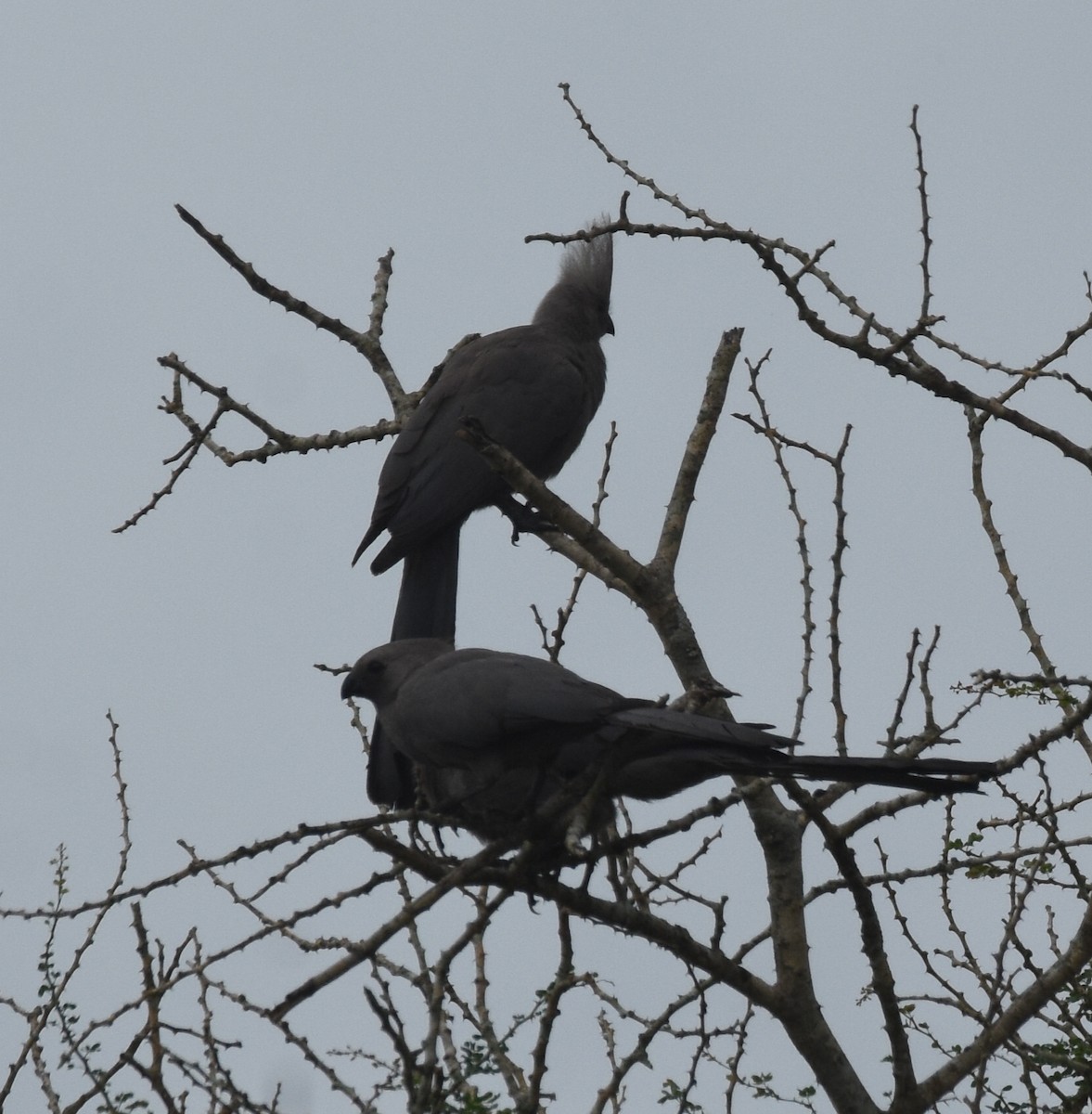 Turaco Unicolor - ML617458728