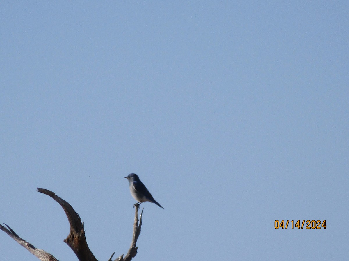 Western Bluebird - ML617458729