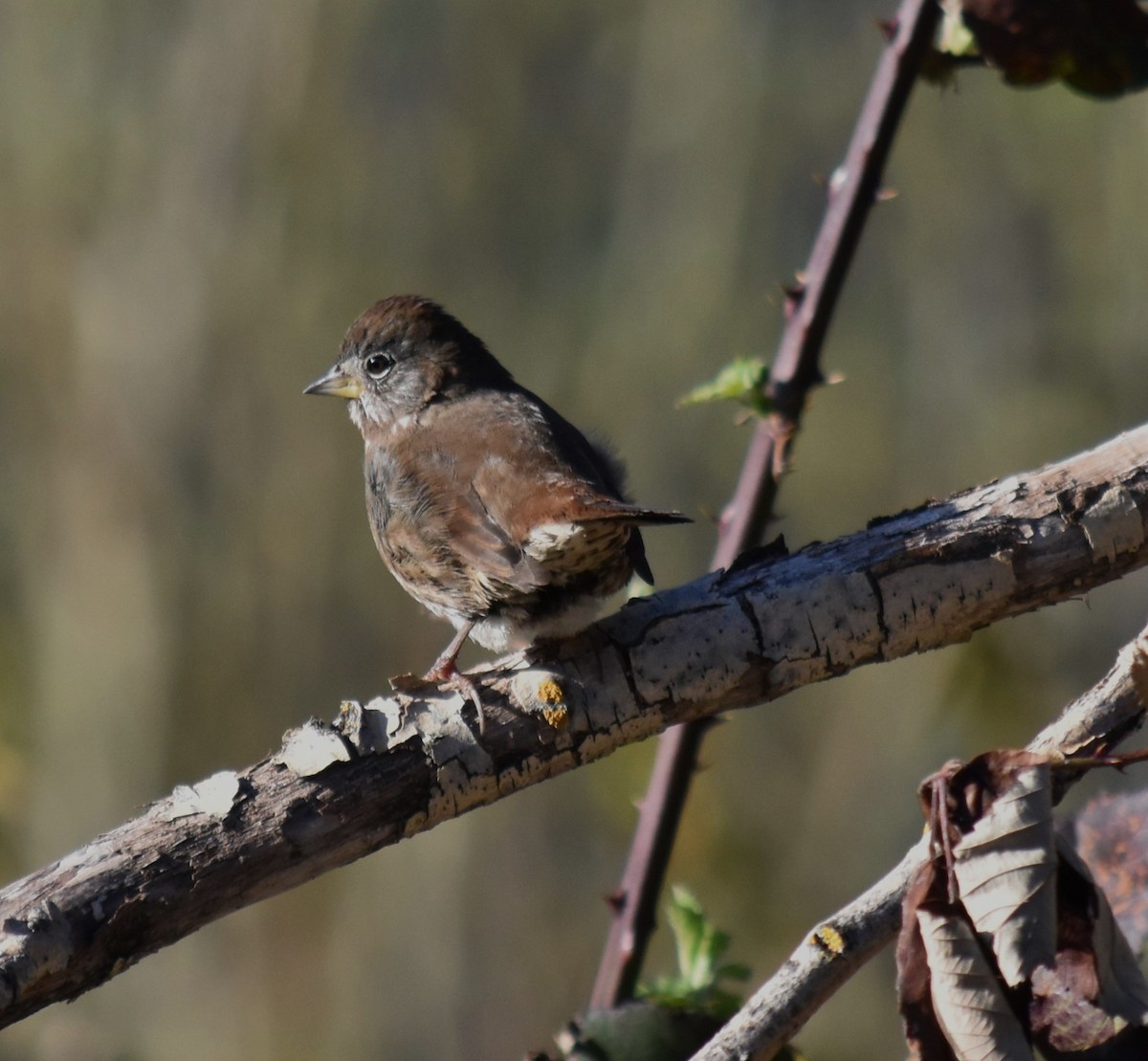 Fox Sparrow (Sooty) - ML617458730