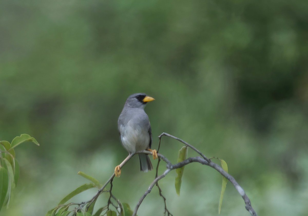 Little Inca-Finch - Ken Rosenberg