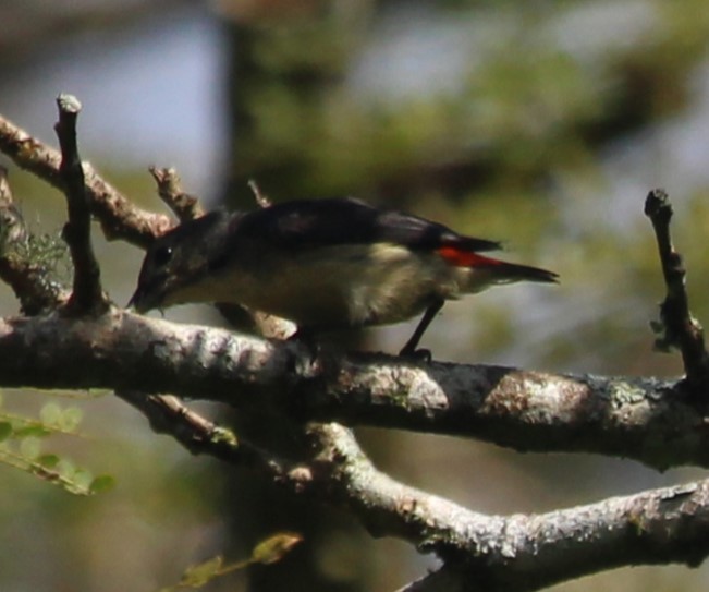 Blood-breasted Flowerpecker - Noah Marshall