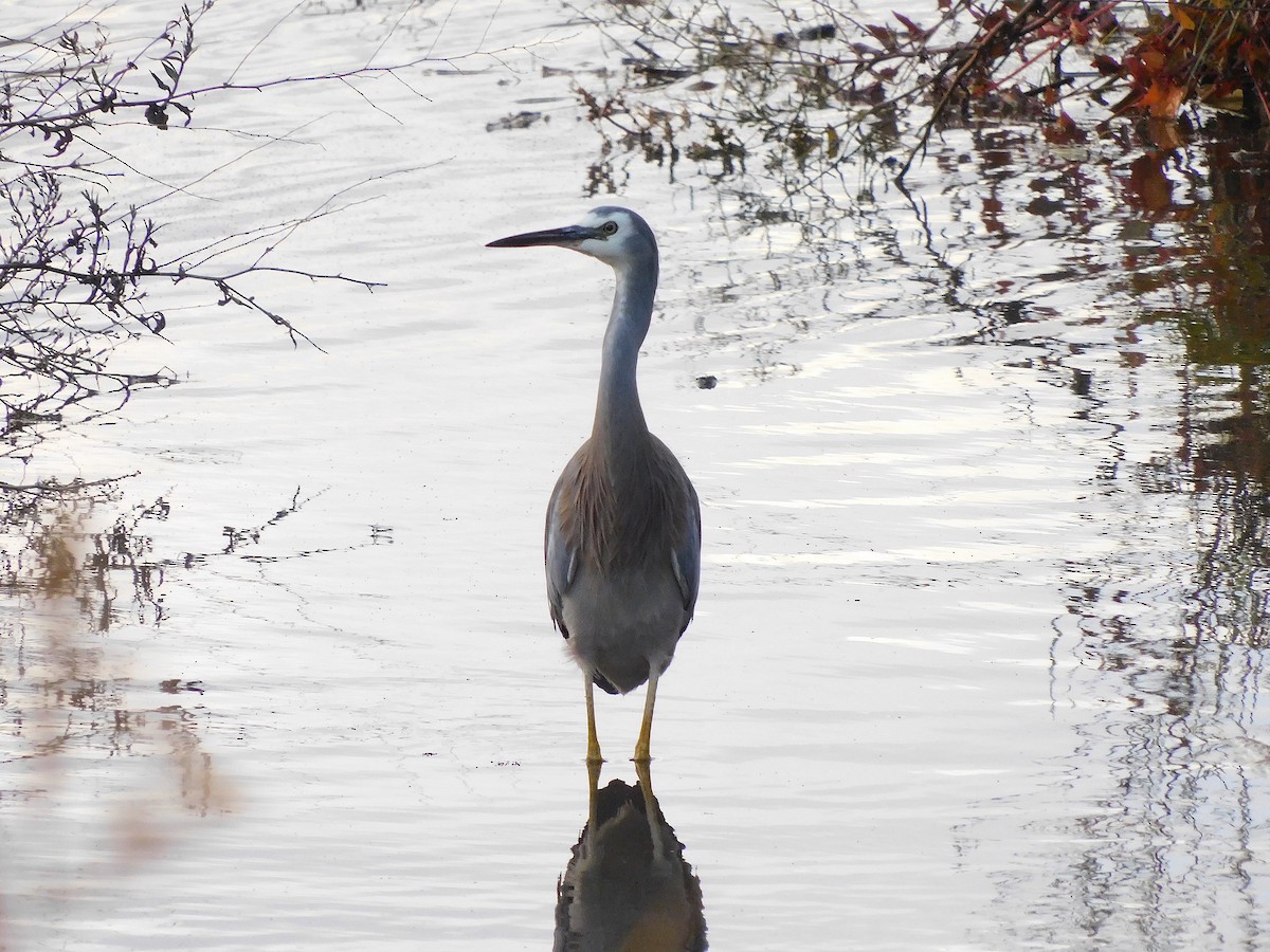 White-faced Heron - ML617458827