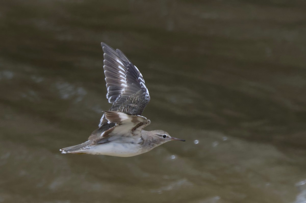 Spotted Sandpiper - ML617458830