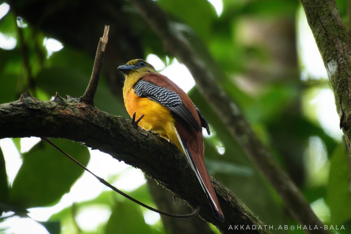 Turuncu Göğüslü Trogon [dulitensis grubu] - ML617458833