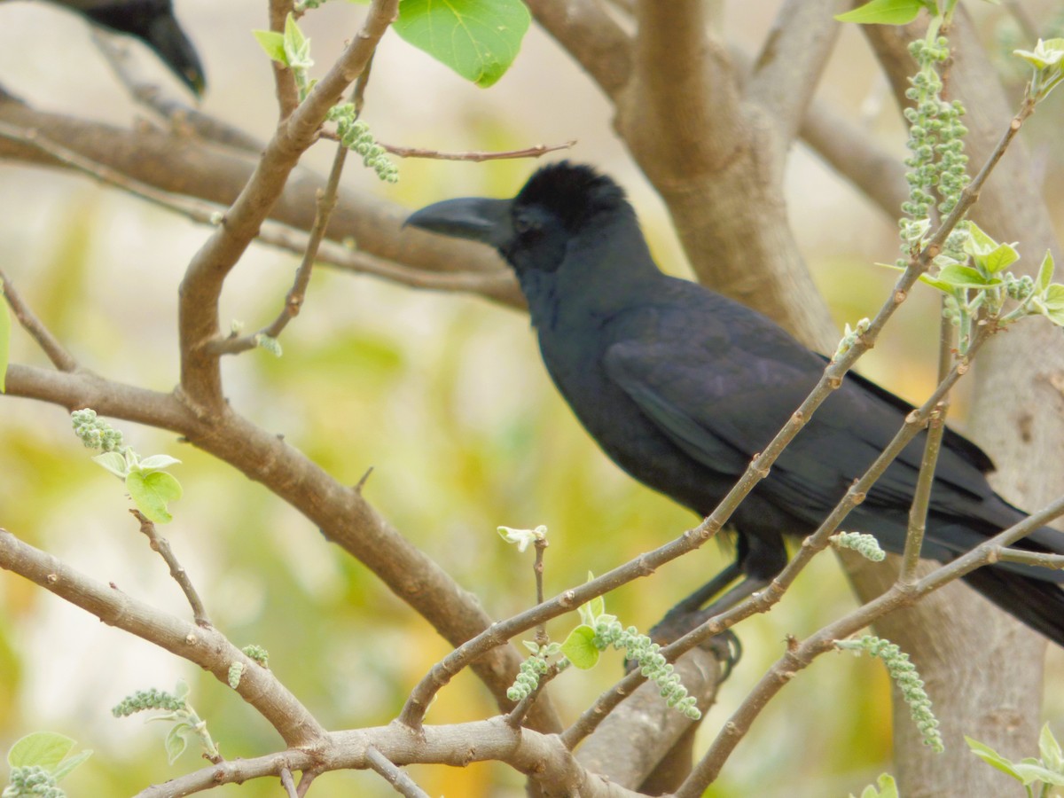 Large-billed Crow - Rustom Jamadar