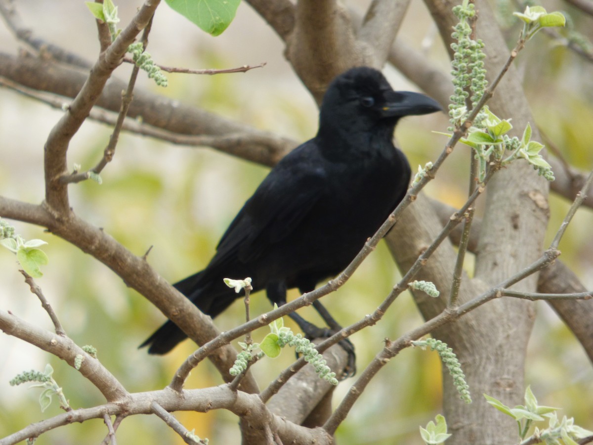 Corbeau à gros bec - ML617458844