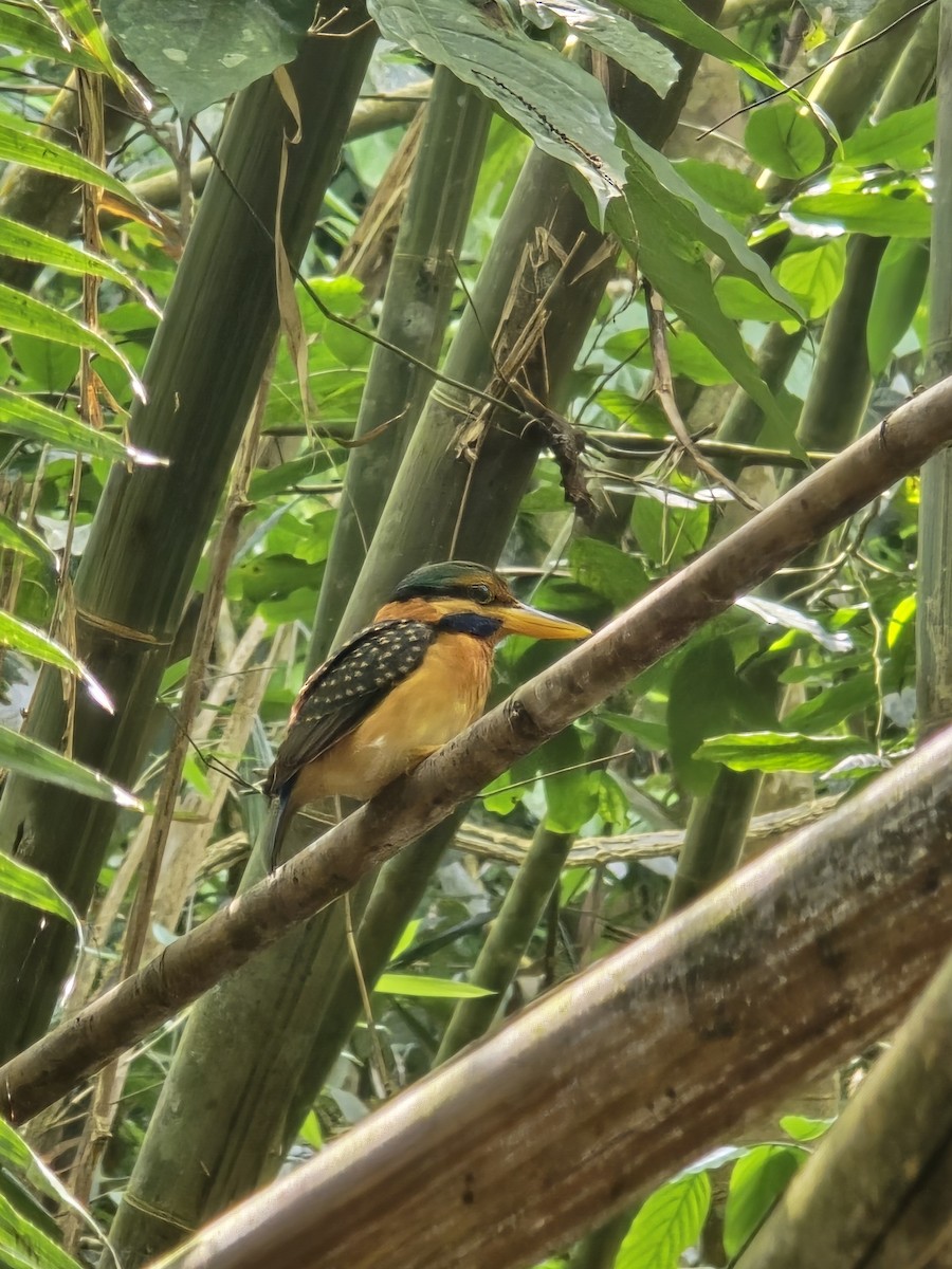 Rufous-collared Kingfisher - Akkadath Abdulmatin