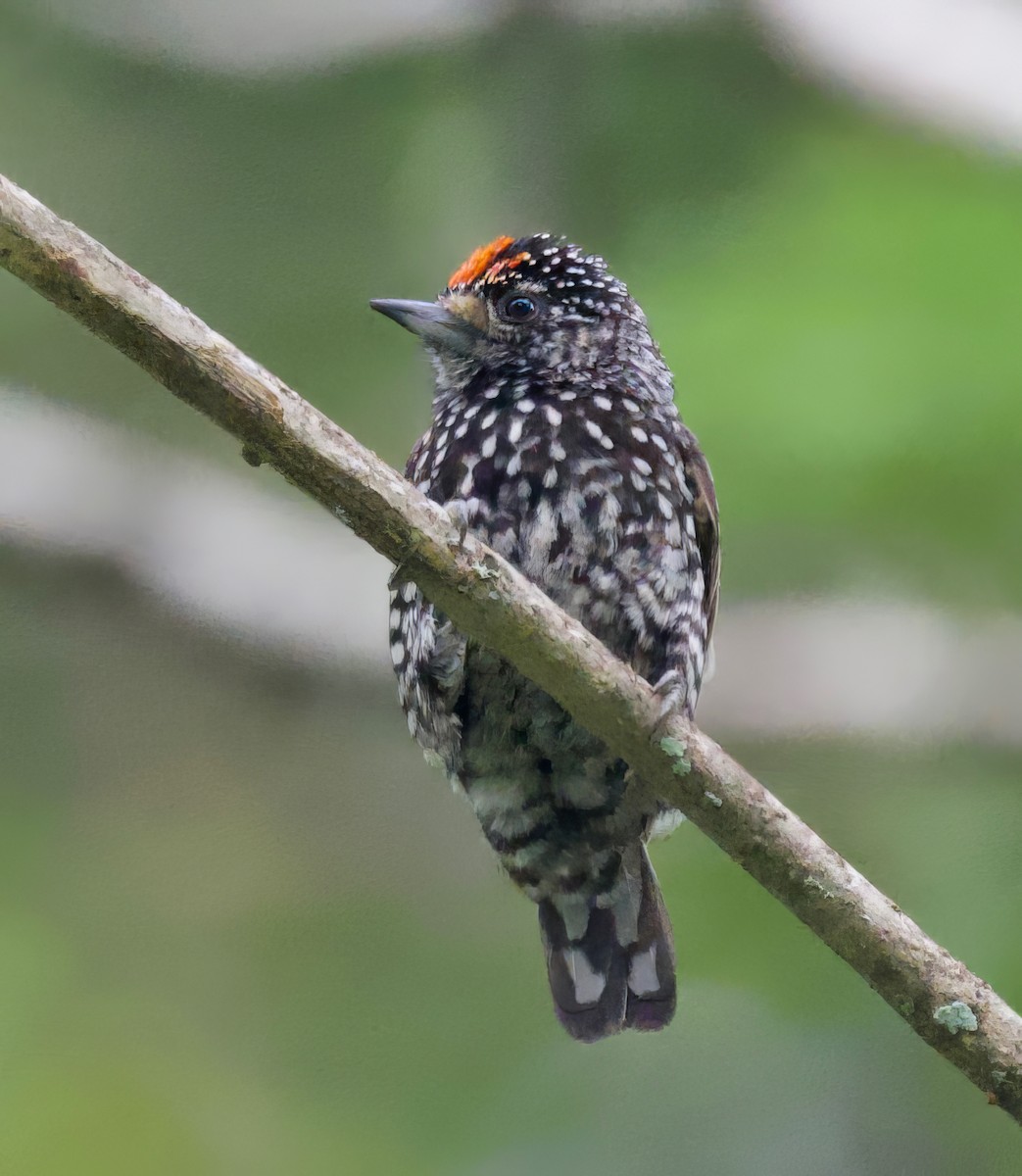 Speckle-chested Piculet - Ken Rosenberg