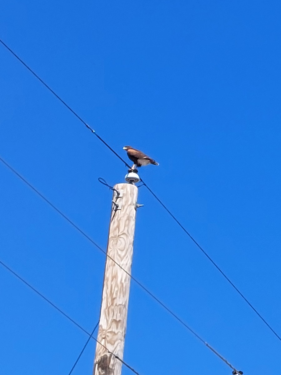 Harris's Hawk - ML617458879