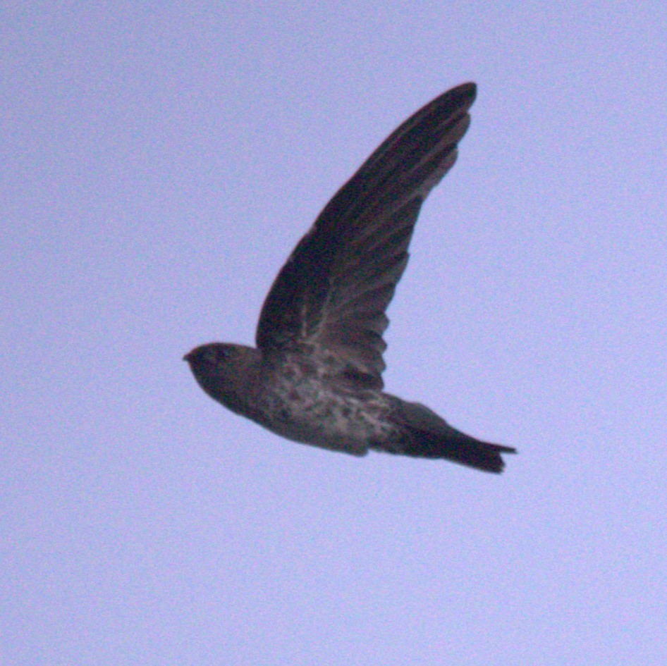 Cave Swiftlet - ML617458918