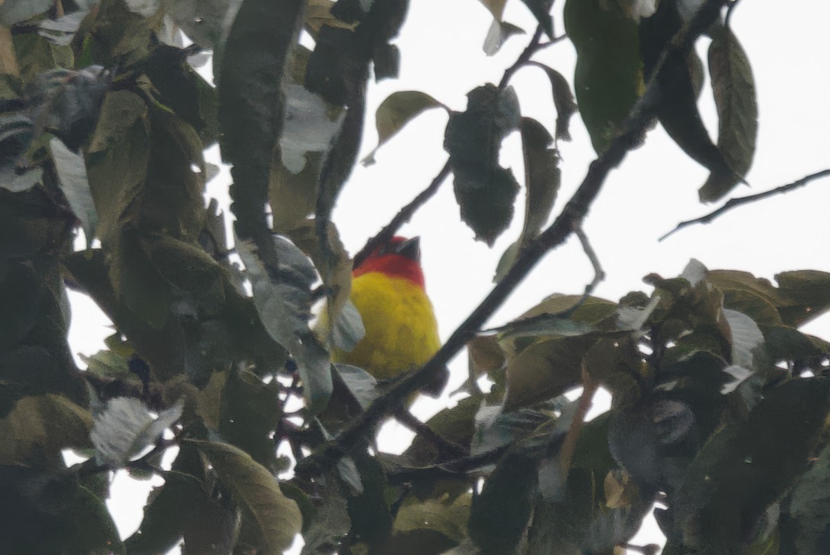 Red-hooded Tanager - ML617458939