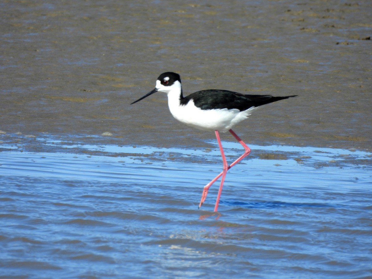 Black-necked Stilt - ML617458949