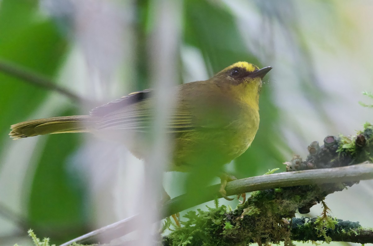 Citrine Warbler - ML617458952