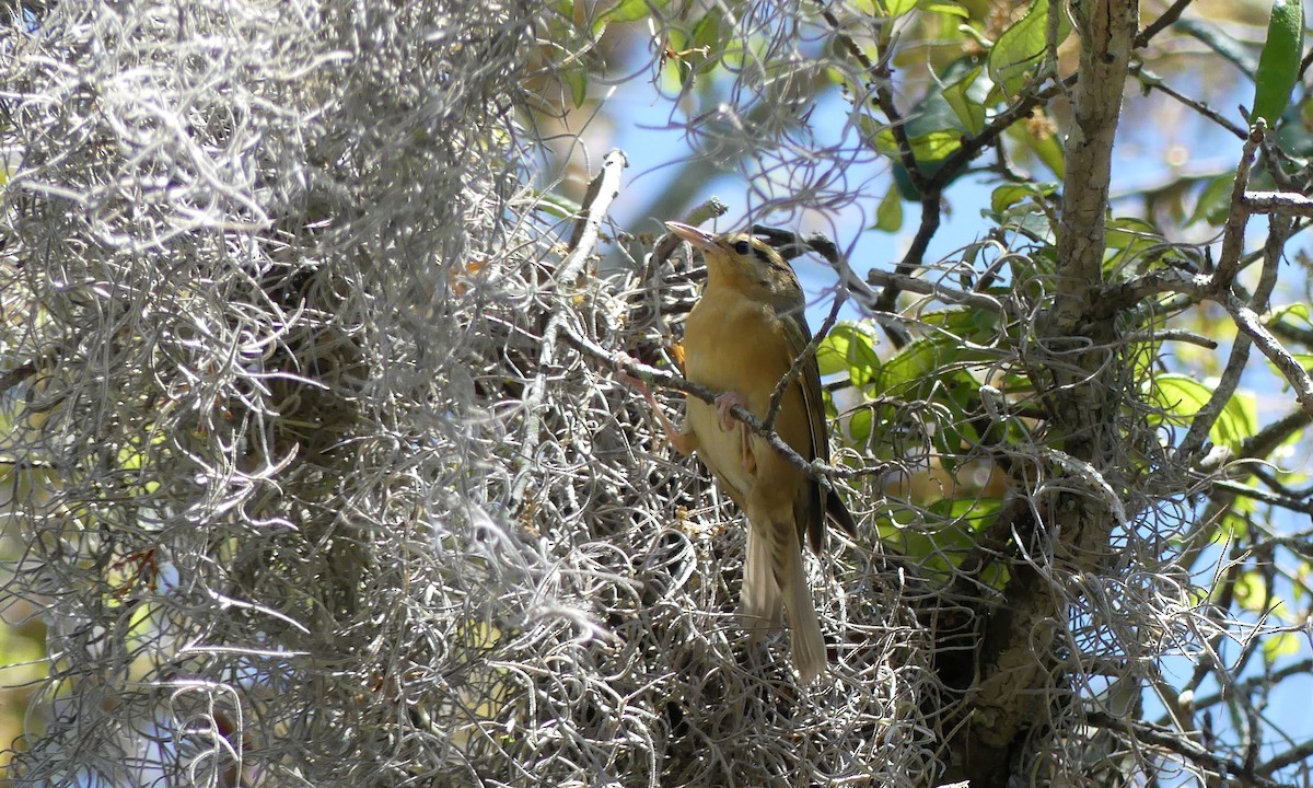 Worm-eating Warbler - Cuneyt Yilmaz