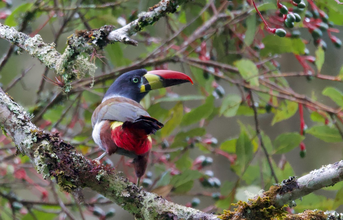 Gray-breasted Mountain-Toucan - ML617458968