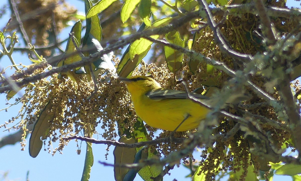 Blue-winged Warbler - Cuneyt Yilmaz