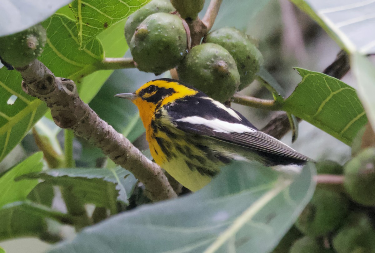 Blackburnian Warbler - Ken Rosenberg