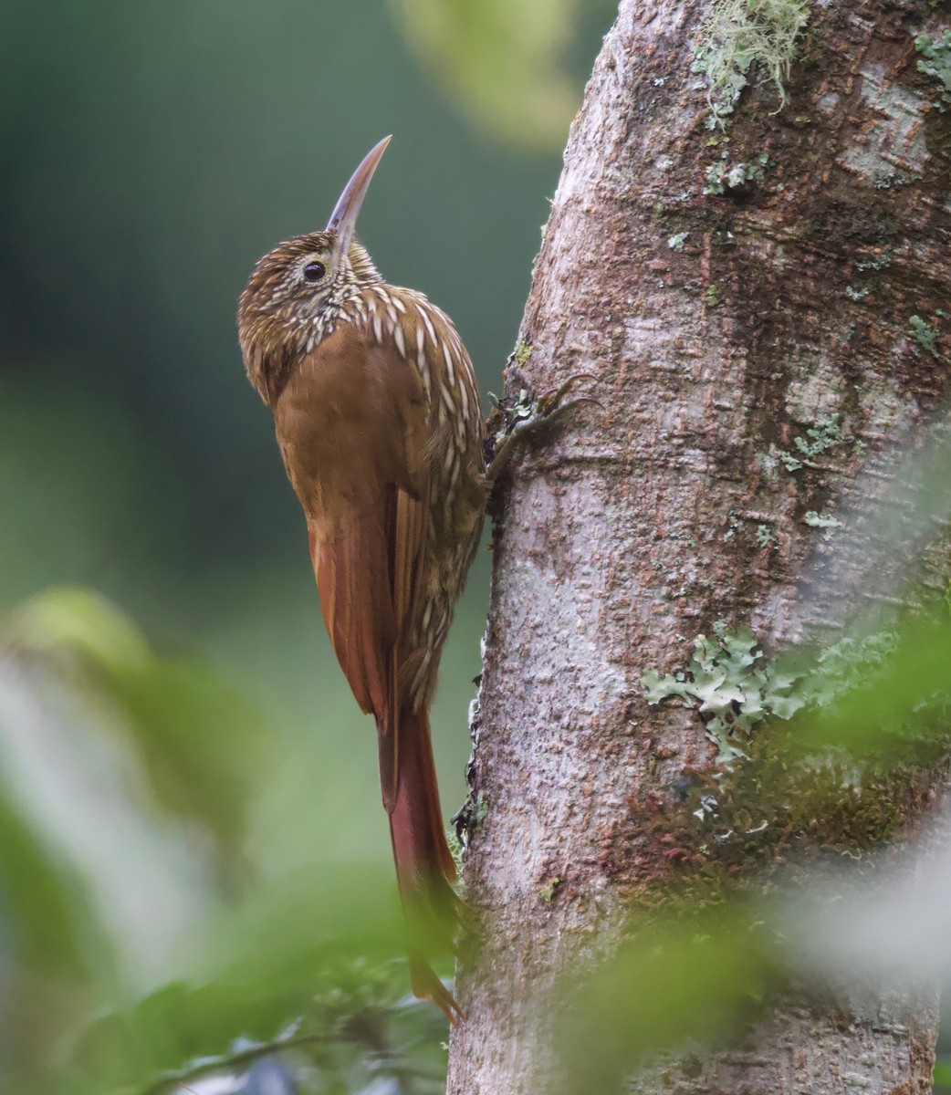 Montane Woodcreeper - ML617458998