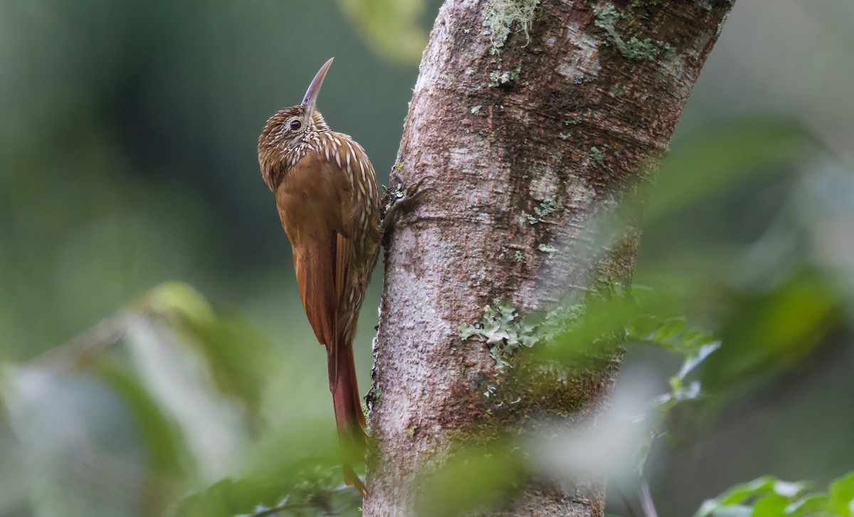 Montane Woodcreeper - ML617458999