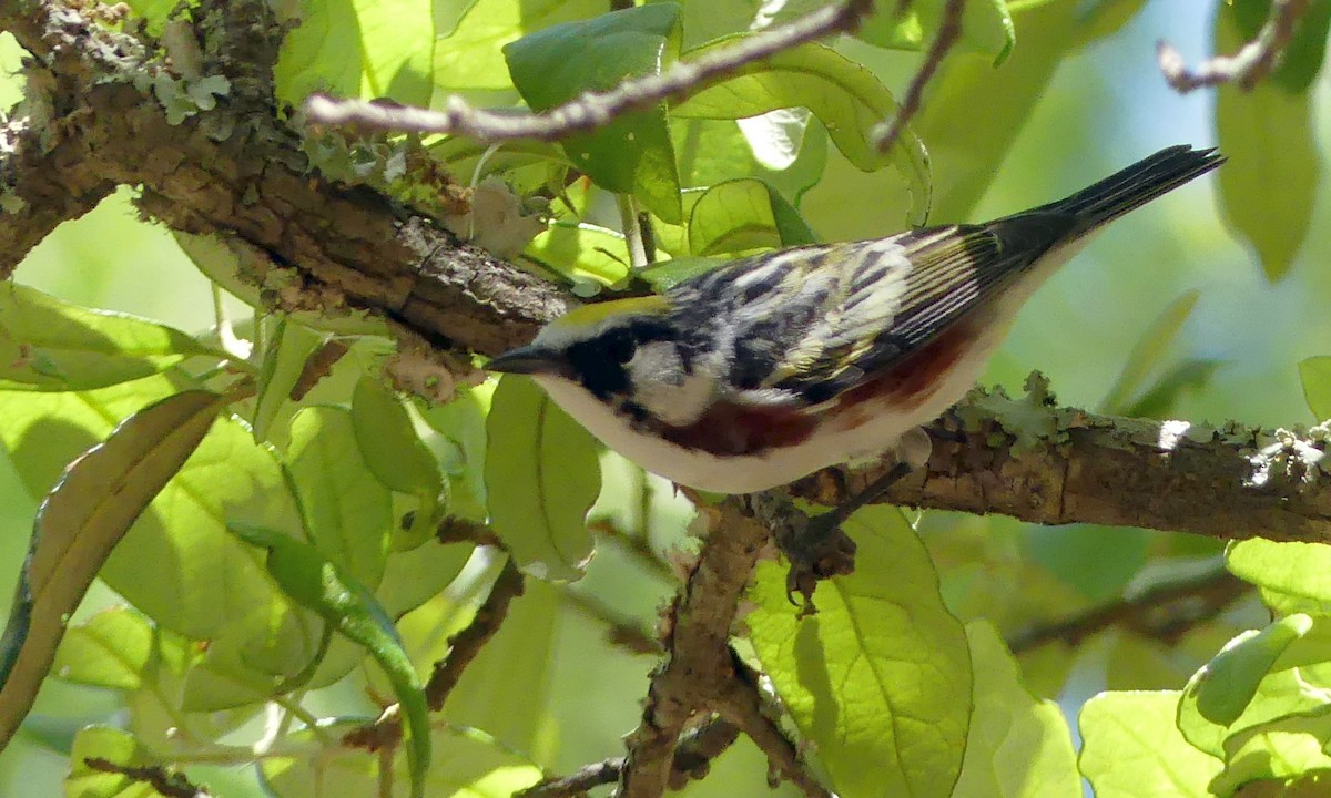 Chestnut-sided Warbler - ML617459002