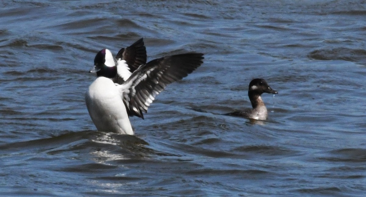 Bufflehead - David True