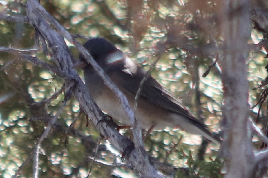 Junco Ojioscuro (mearnsi) - ML617459072