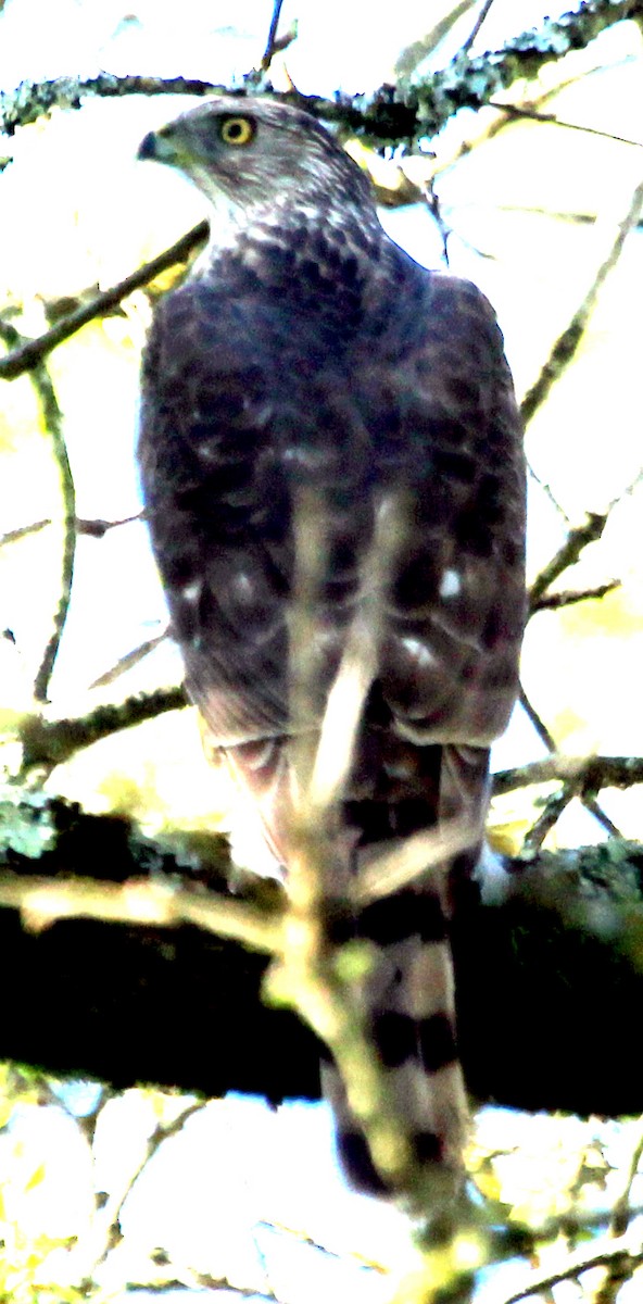 Cooper's Hawk - Connie Haile