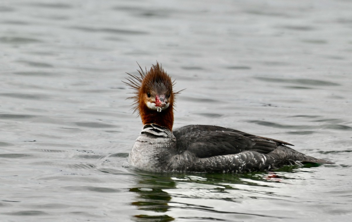 Common Merganser - Susan and Andy Gower/Karassowitsch