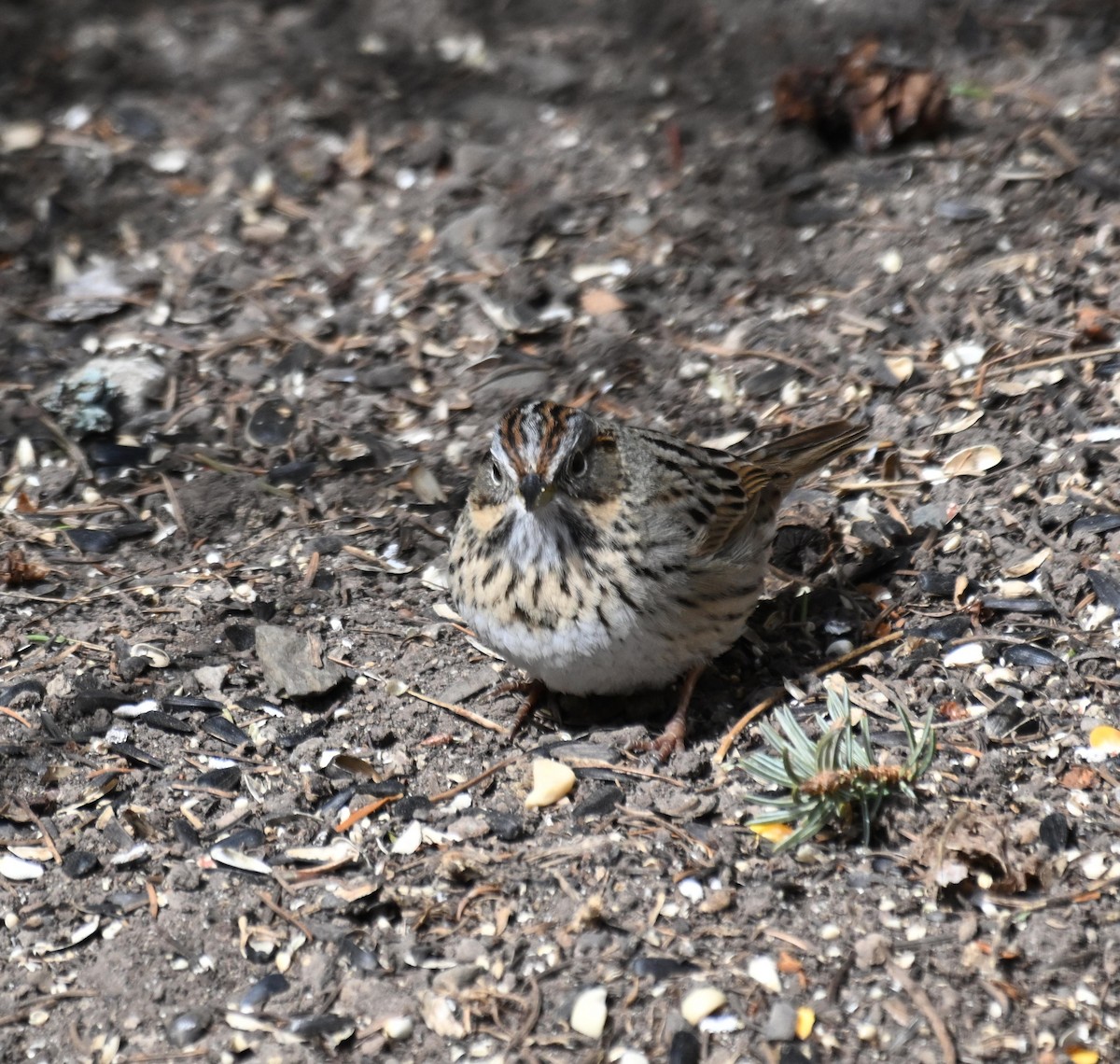 Lincoln's Sparrow - Susan and Andy Gower/Karassowitsch